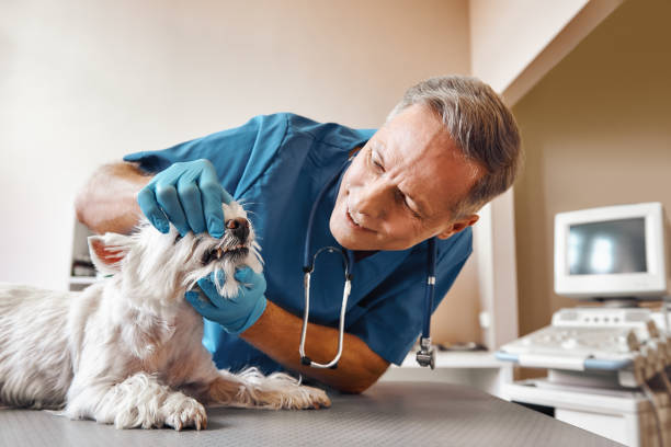 Best Emergency Dental Care for Abscessed Tooth in Park City, UT